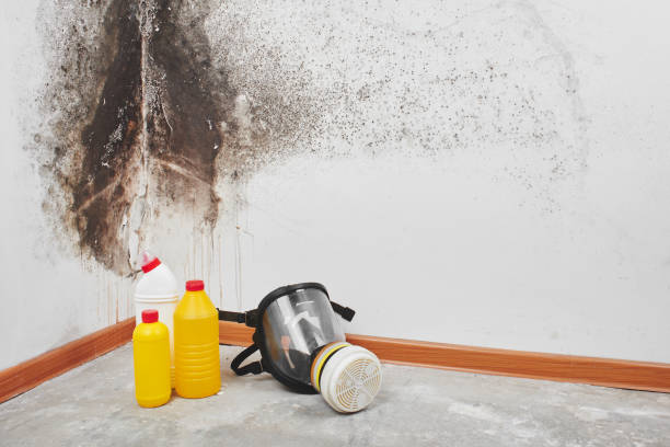 Best Bathroom Mold Remediation in Ixonia, WI