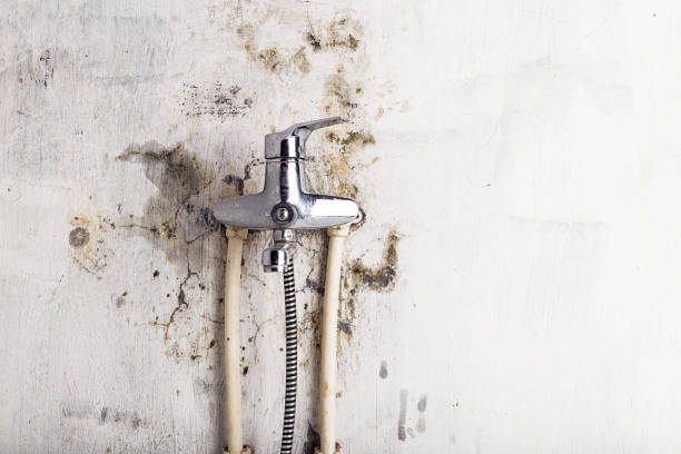 Best Commercial Mold Remediation in Ixonia, WI