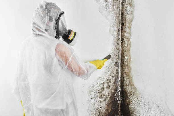 Professional Mold Remediation in Ixonia, WI