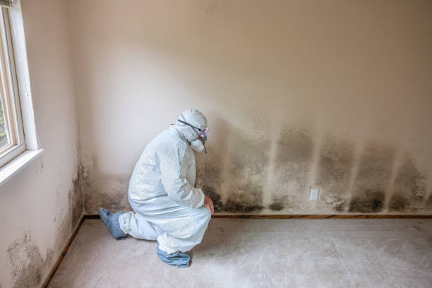 Best Industrial Mold Remediation in Ixonia, WI