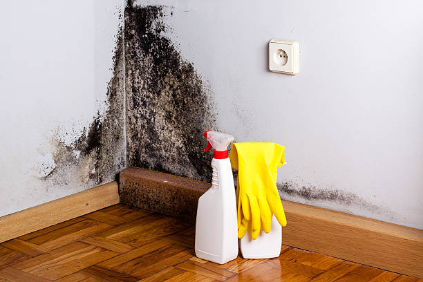 Professional Mold Remediation in Ixonia, WI